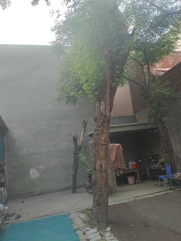 Taali tree for sale. . . for furniture use. . Kat KR la Jao. 03174392437 0