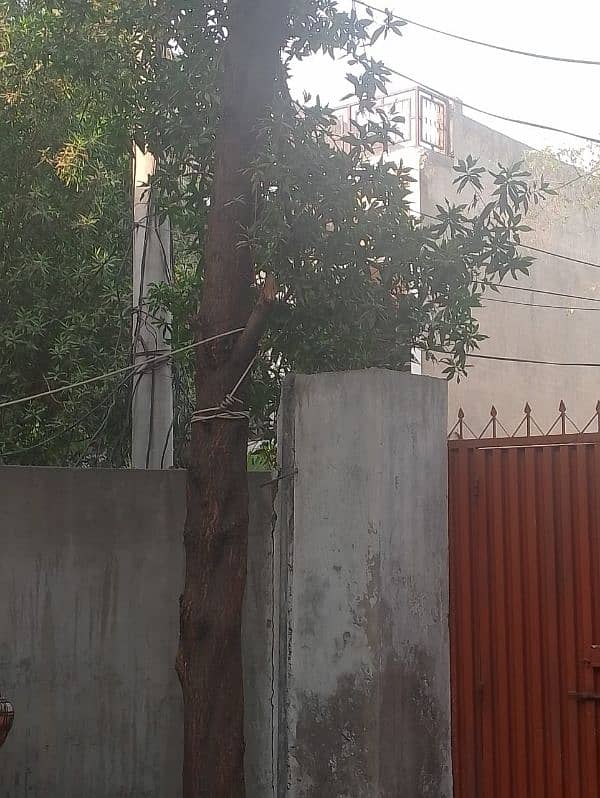 Taali tree for sale. . . for furniture use. . Kat KR la Jao. 03174392437 2