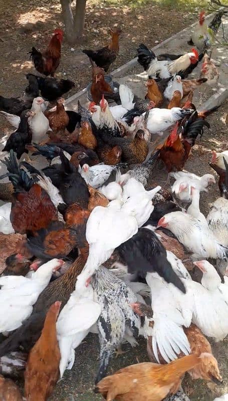 Golden misri | Hen | Rooster | Desi murghiyan | Golden misri chicks 0
