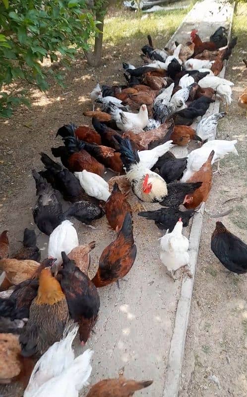 Golden misri | Hen | Rooster | Desi murghiyan | Golden misri chicks 1