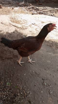 kurakaseel