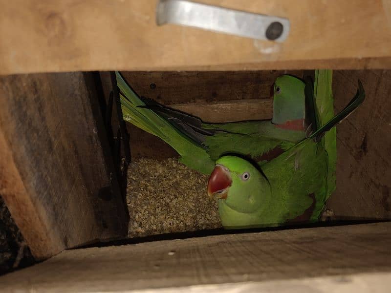 Raw kashmiri Parrot | Raw | hand Tame | Pair | Parrot For Sale 0