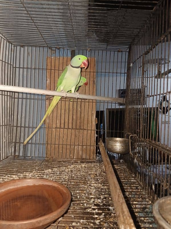 Raw kashmiri Parrot | Raw | hand Tame | Pair | Parrot For Sale 1