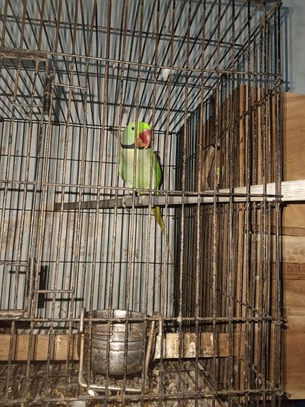 Raw kashmiri Parrot | Raw | hand Tame | Pair | Parrot For Sale 2