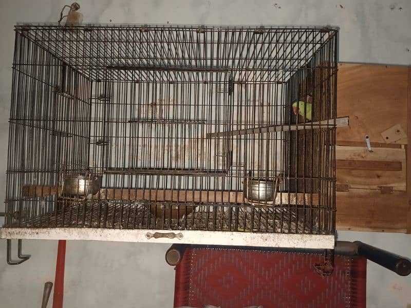 Raw kashmiri Parrot | Raw | hand Tame | Pair | Parrot For Sale 3