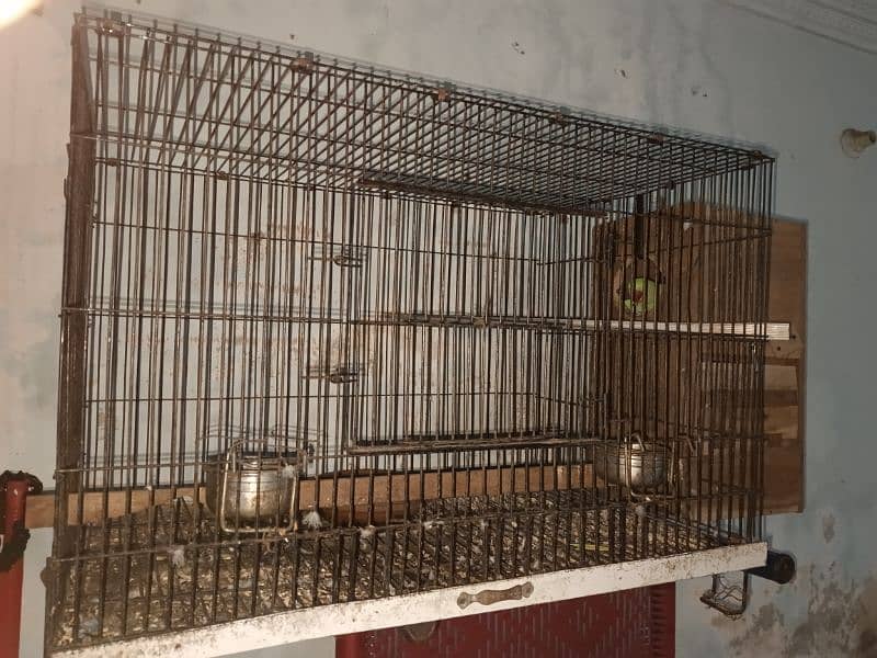 Raw kashmiri Parrot | Raw | hand Tame | Pair | Parrot For Sale 4