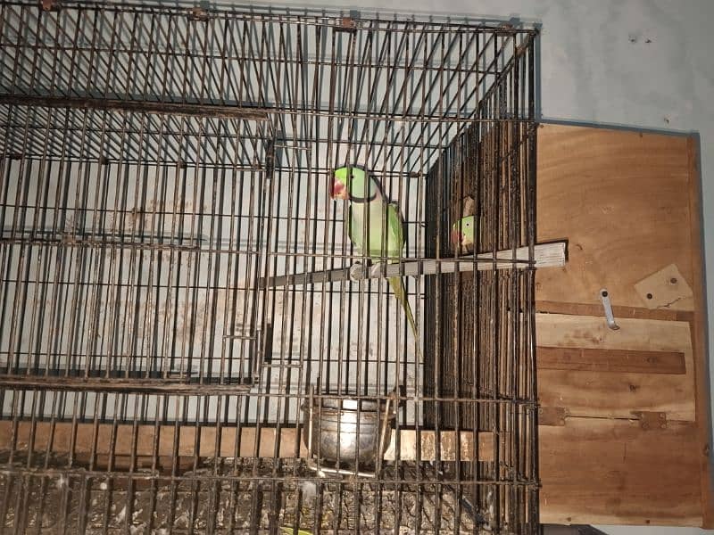Raw kashmiri Parrot | Raw | hand Tame | Pair | Parrot For Sale 5
