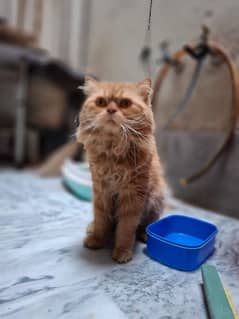 cats