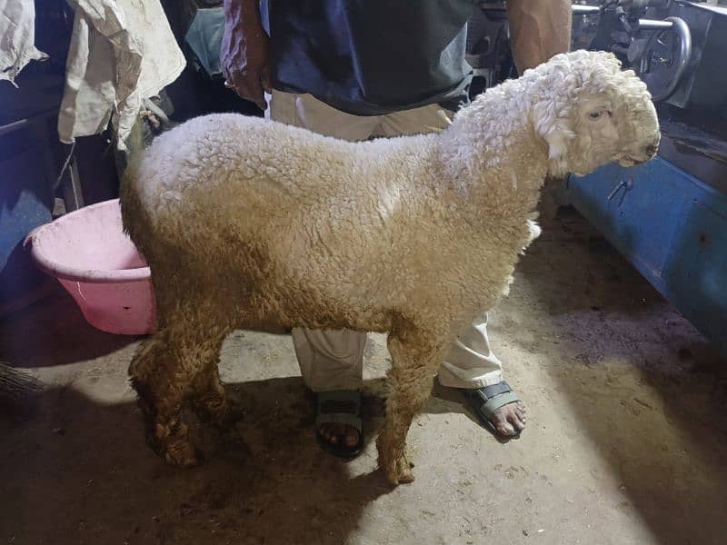kajla chatra bakra 1