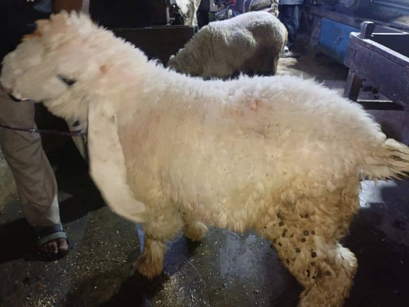 kajla chatra bakra 2