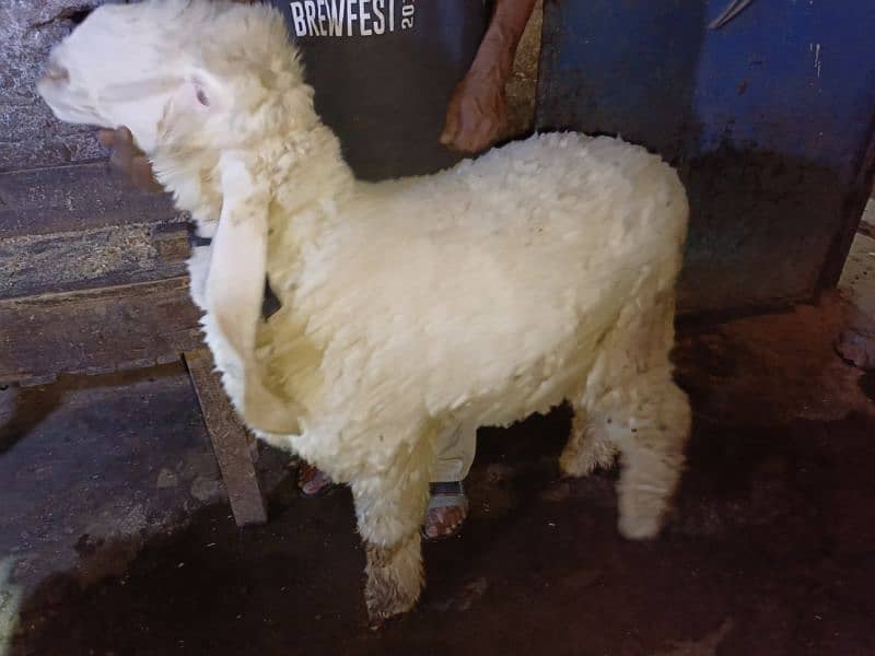 kajla chatra bakra 3