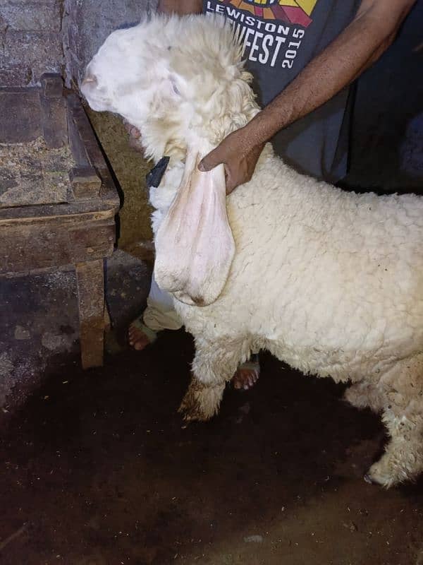 kajla chatra bakra 4