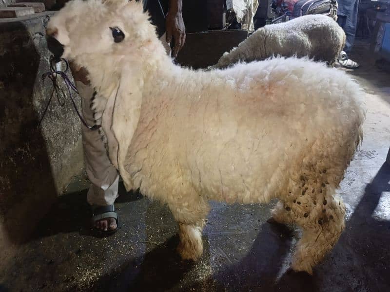 kajla chatra bakra 5