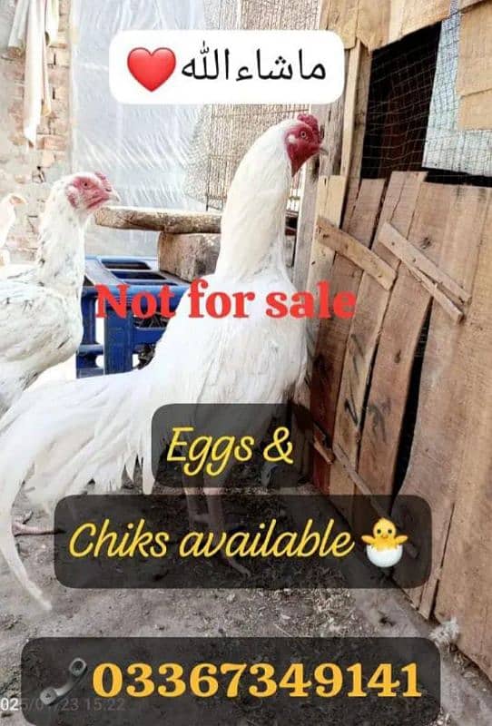 Heera Aseel + Cheeni Miawali Aseel ka Fresh & fertile eggs available 0