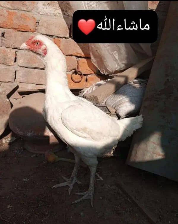 Heera Aseel + Cheeni Miawali Aseel ka Fresh & fertile eggs available 1