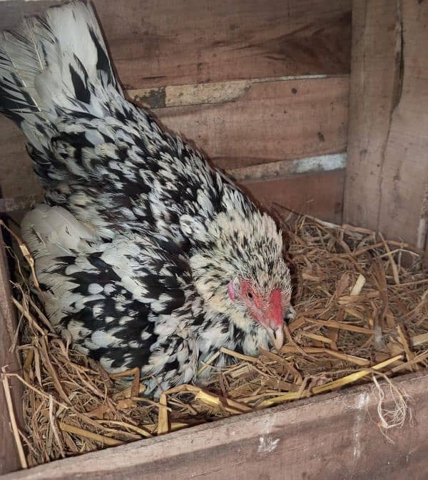 Heera Aseel + Cheeni Miawali Aseel ka Fresh & fertile eggs available 2