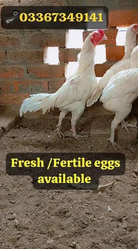 Heera Aseel + Cheeni Miawali Aseel ka Fresh & fertile eggs available 3