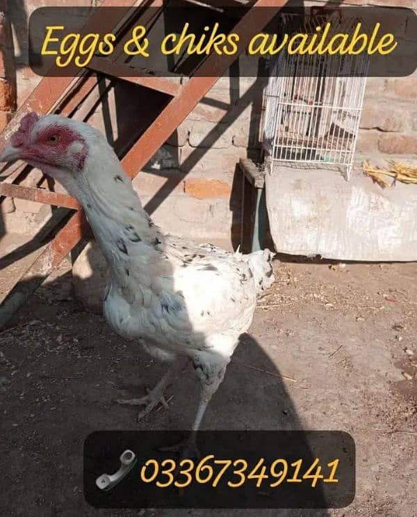 Heera Aseel + Cheeni Miawali Aseel ka Fresh & fertile eggs available 5