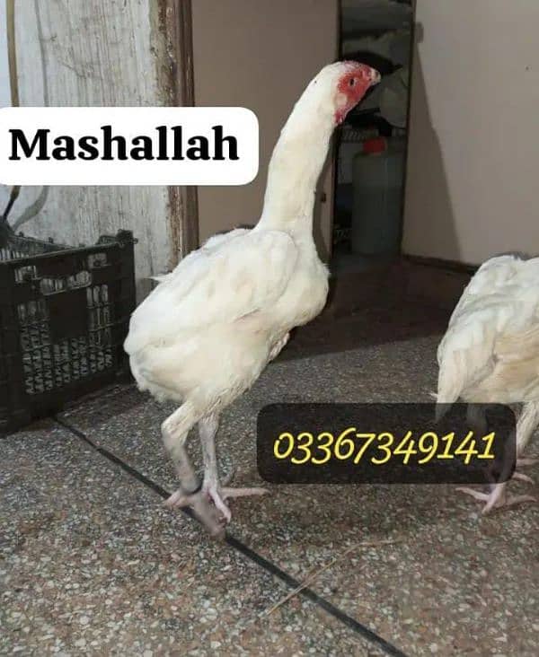 Heera Aseel + Cheeni Miawali Aseel ka Fresh & fertile eggs available 6