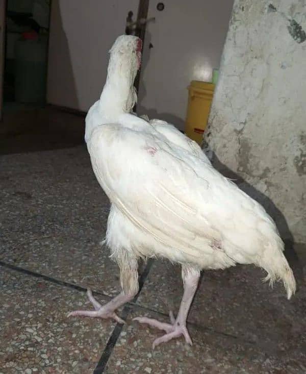 Heera Aseel + Cheeni Miawali Aseel ka Fresh & fertile eggs available 7