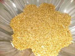 gandum for sale white and healthy seeds