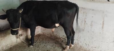 bull available for sale mexican breed