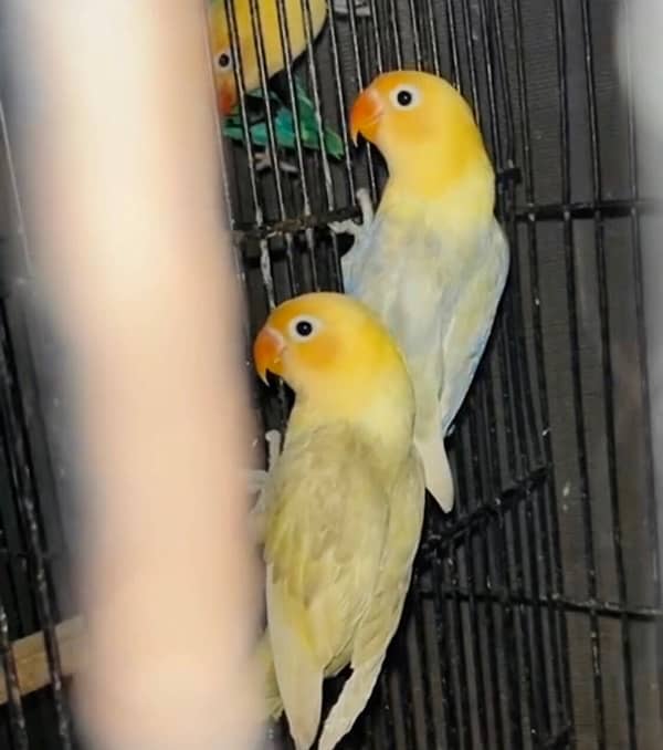 colour lovebirds /parblue opline /creamino 0