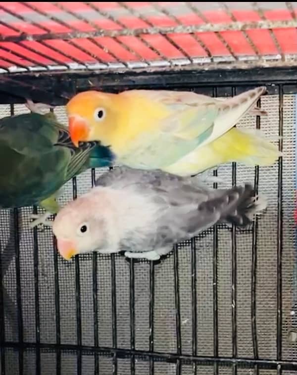 colour lovebirds /parblue opline /creamino 1