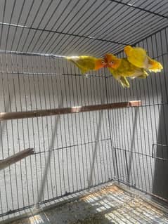 Lovebirds