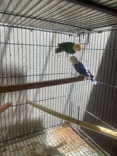 Lovebirds Breeder pairs for Sale - 3000 Rs