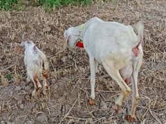 dasi bakri