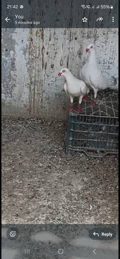 Danish pigeons for new Home