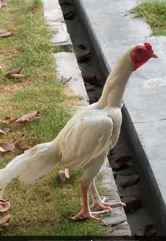 heera for sale 1