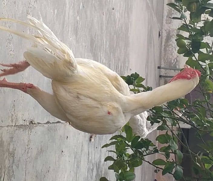 heera for sale 2