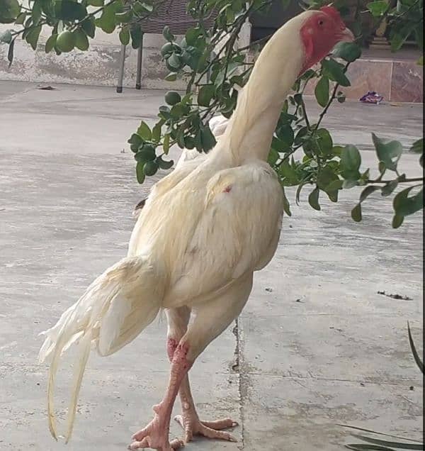 heera for sale 4