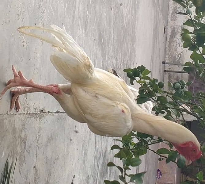 heera for sale 5