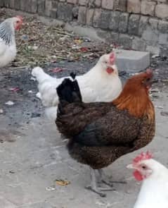 egg laying hens