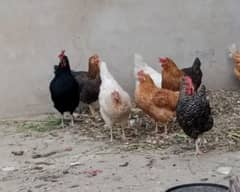 Hens for sale