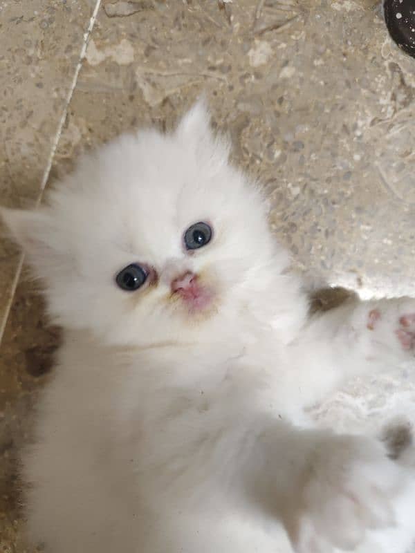 Persian cat 1