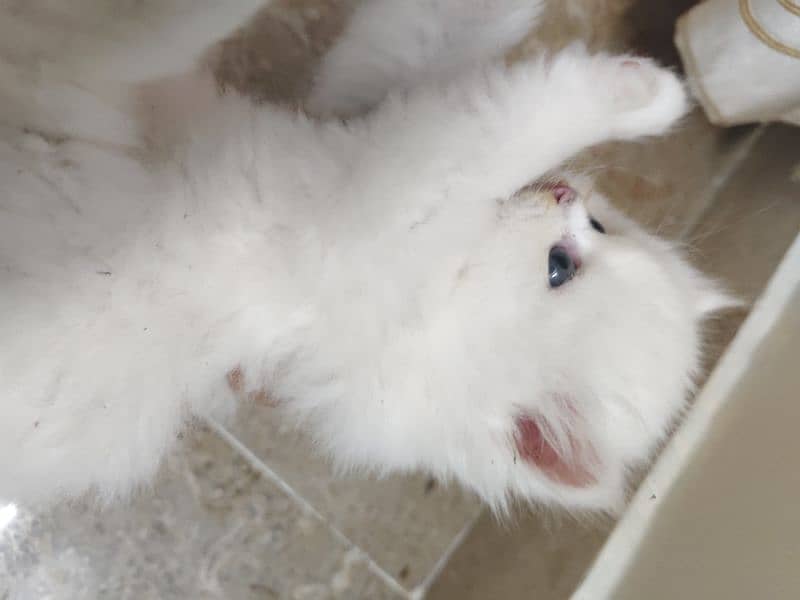 Persian cat 2
