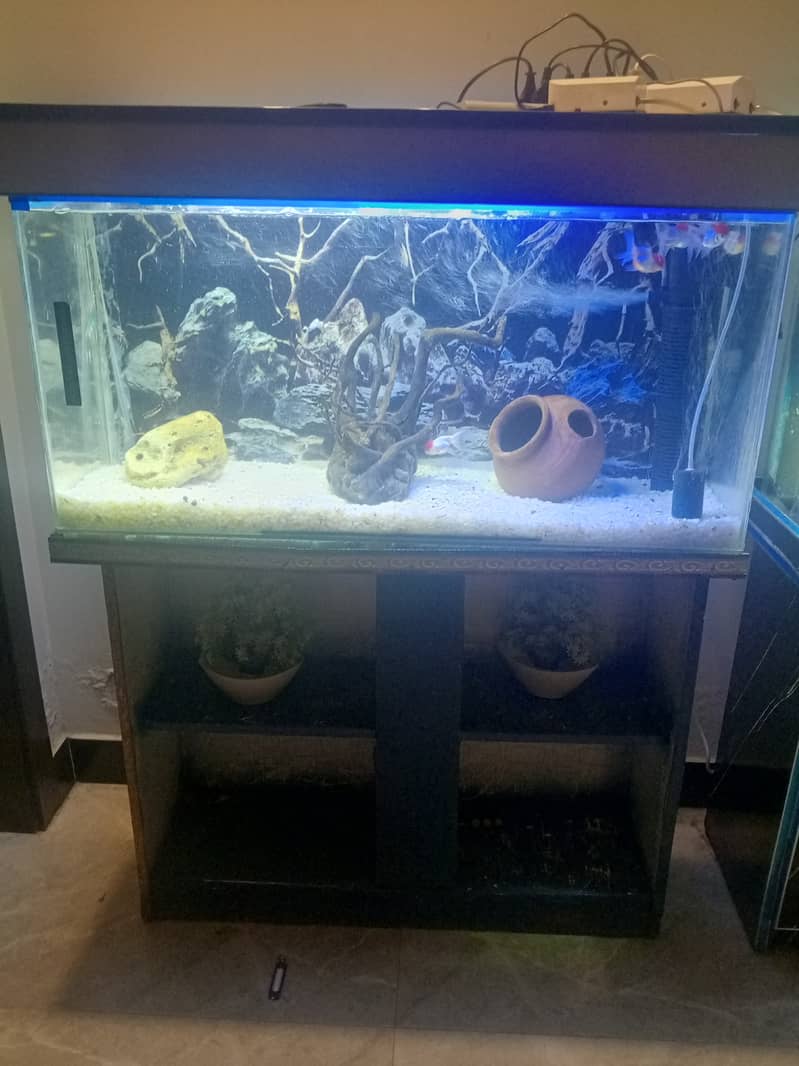Aquariums n fishes 1