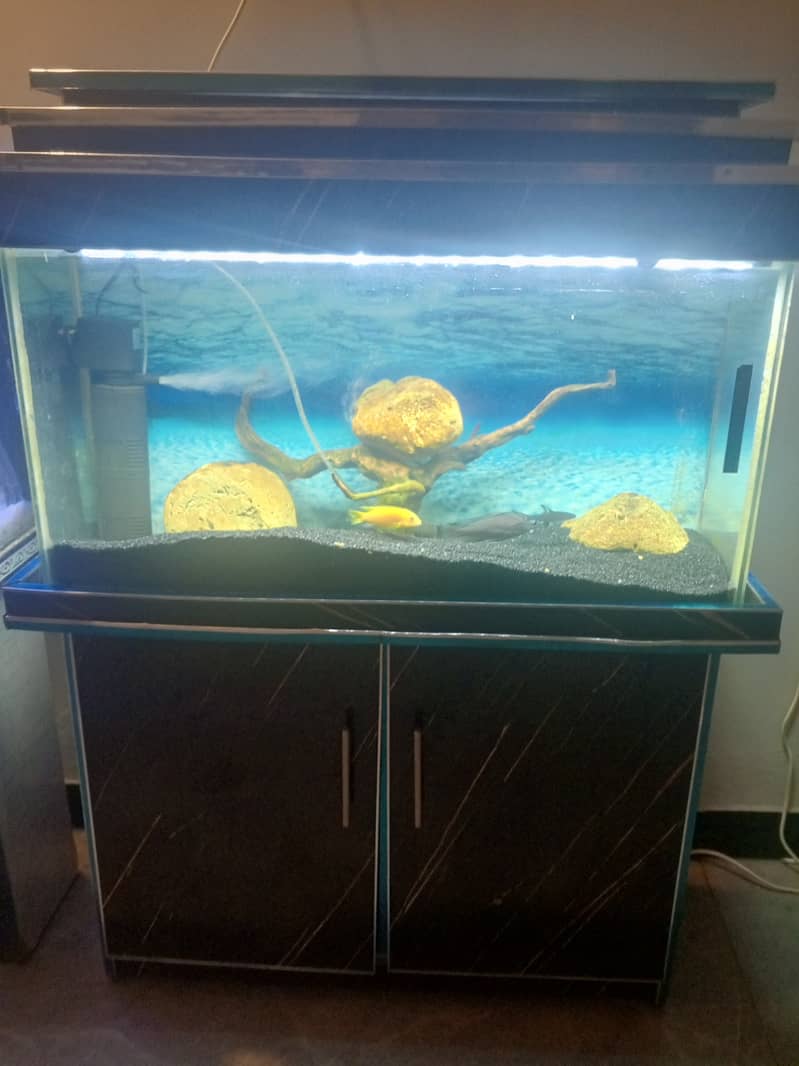 Aquariums n fishes 2