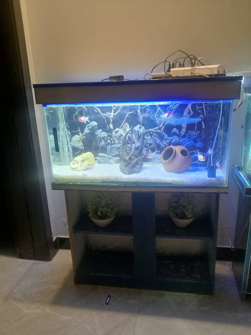Aquariums n fishes 3