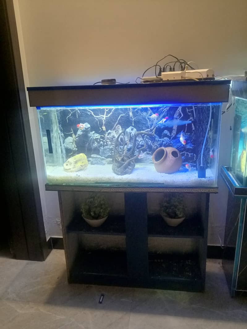 Aquariums n fishes 4