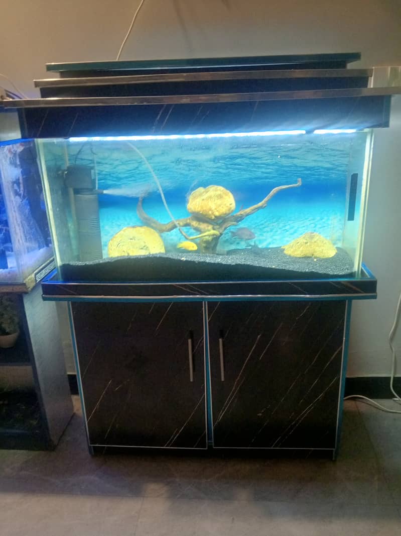 Aquariums n fishes 5