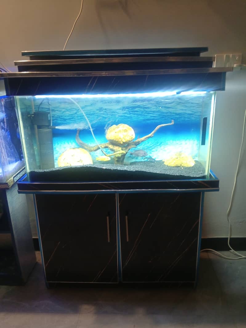 Aquariums n fishes 6