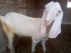 Rajanpuri