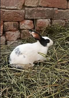 Rabbits are the best and beautiful animal