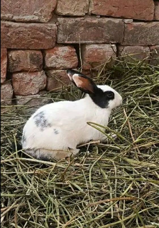 Rabbits are the best and beautiful animal 1
