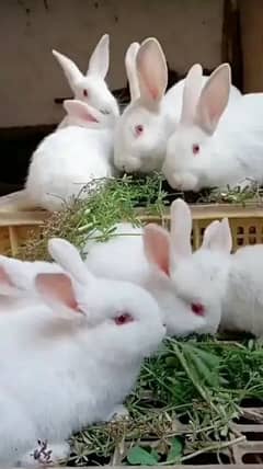 Rabbits